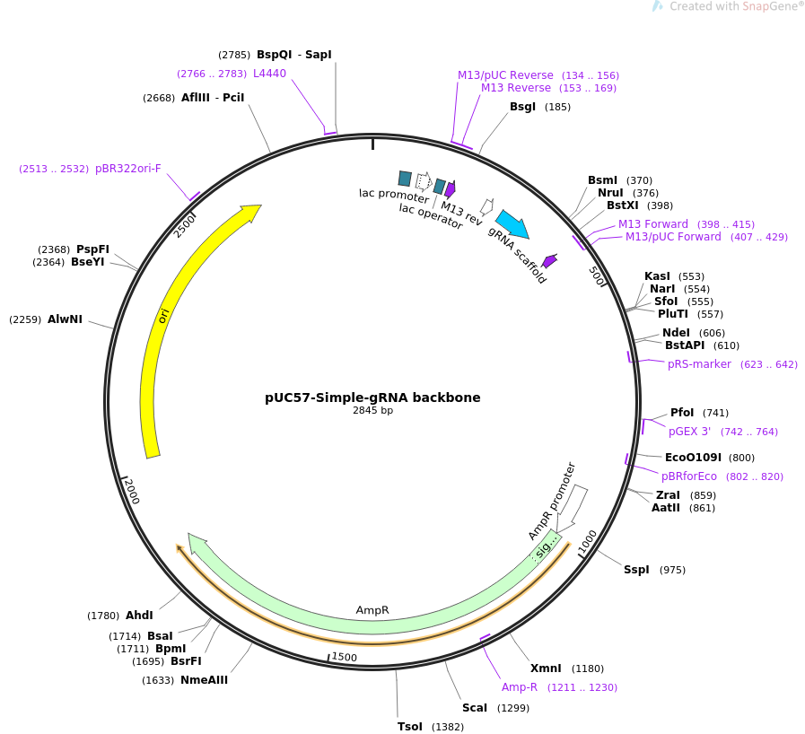 pUC57-Simple-gRNA backbone质粒图谱